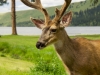 Deer Antler Photo Gallery